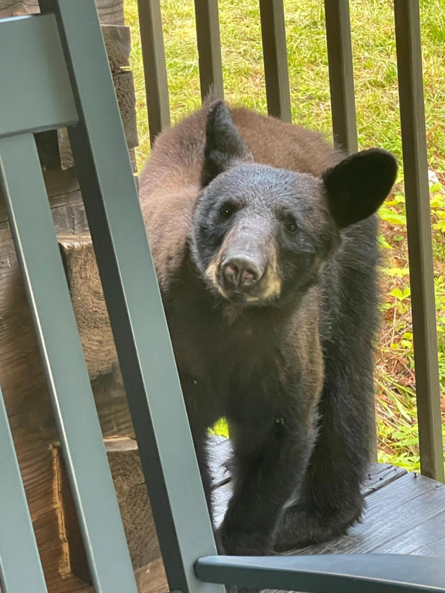 Villa Bears Among Us Gatlinburg Exterior foto